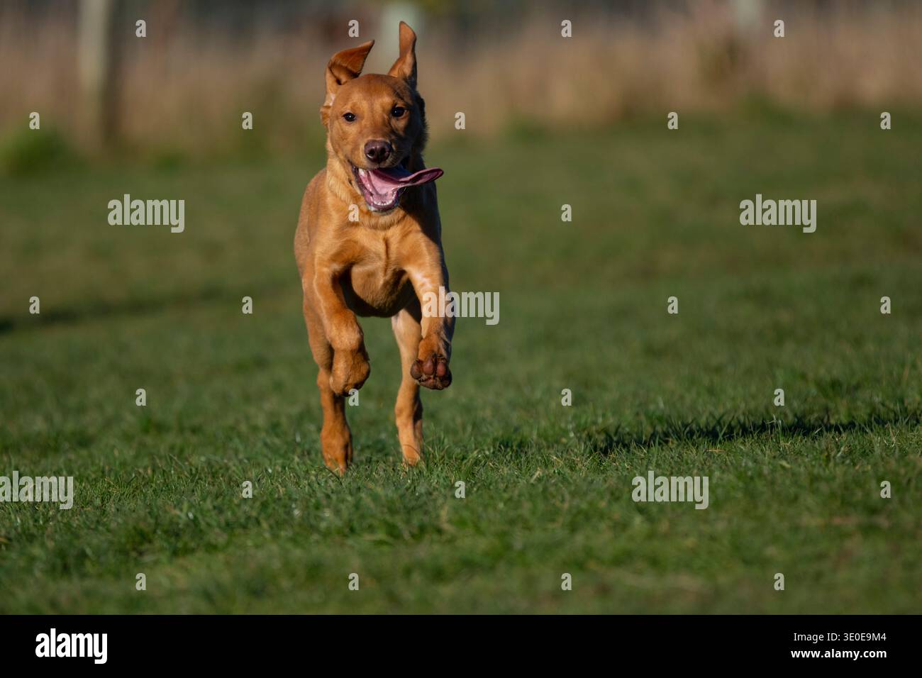 Cucciolo di cinque mesi Fox Red labrador retriever che corre in un campo Foto Stock