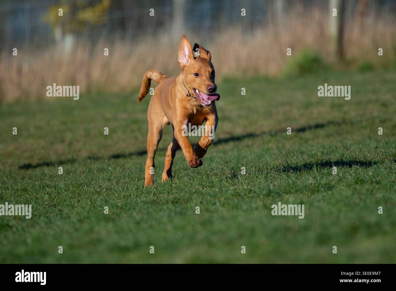 Cucciolo di cinque mesi Fox Red labrador retriever che corre in un campo Foto Stock