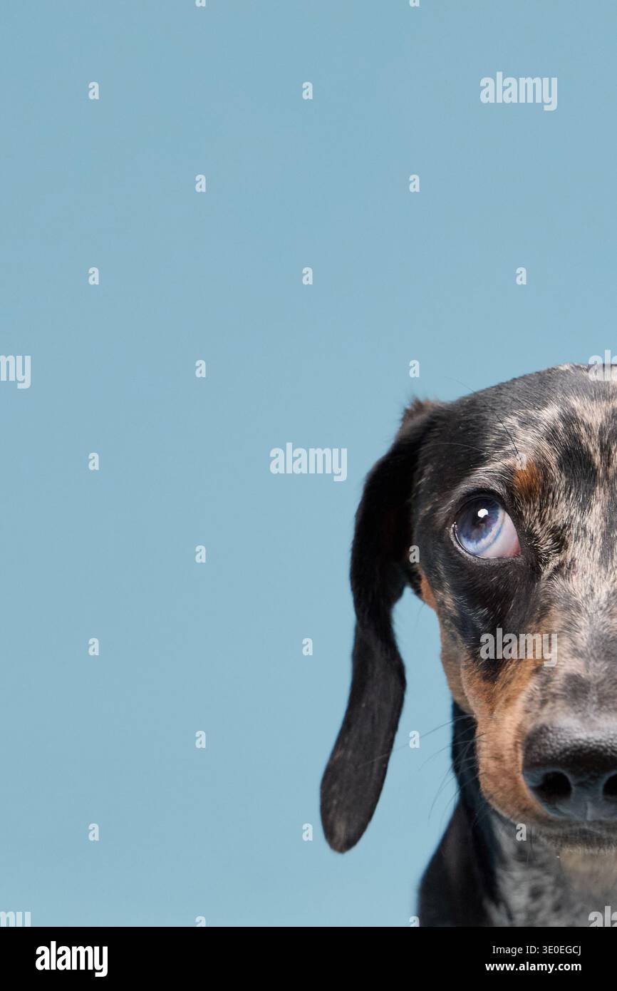 La testa di un dachshund viene ritagliata per mostrare un solo occhio e una parte della museruola. Lo sfondo blu semplifica la composizione. Foto Stock
