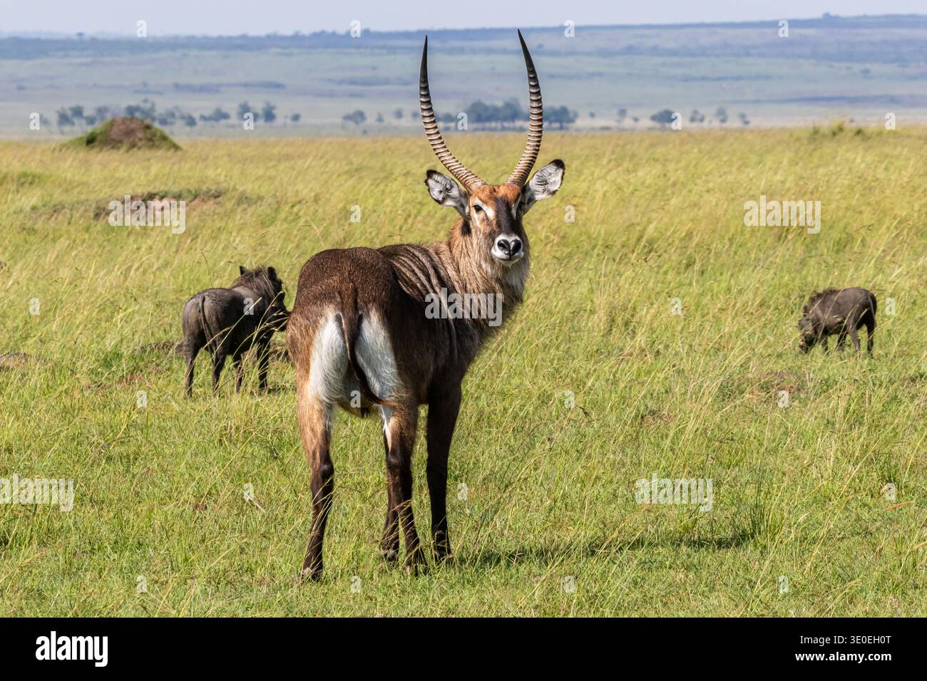 Waterbuck, Kobus ellipsiprymnus nel Masai Mara, Kenya, Africa Foto Stock