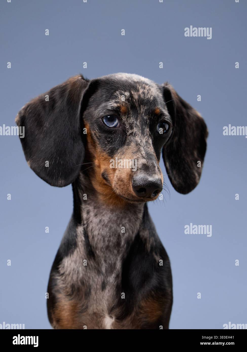 Un dachshund abbassa la testa e guarda leggermente verso il basso. La sua espressione e la sua postura suggeriscono timidezza o curiosità. Foto Stock