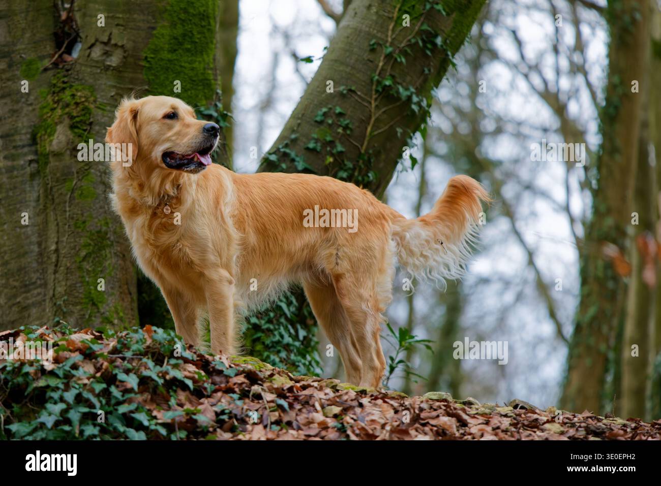 Golden Retriever in piedi nel bosco Foto Stock