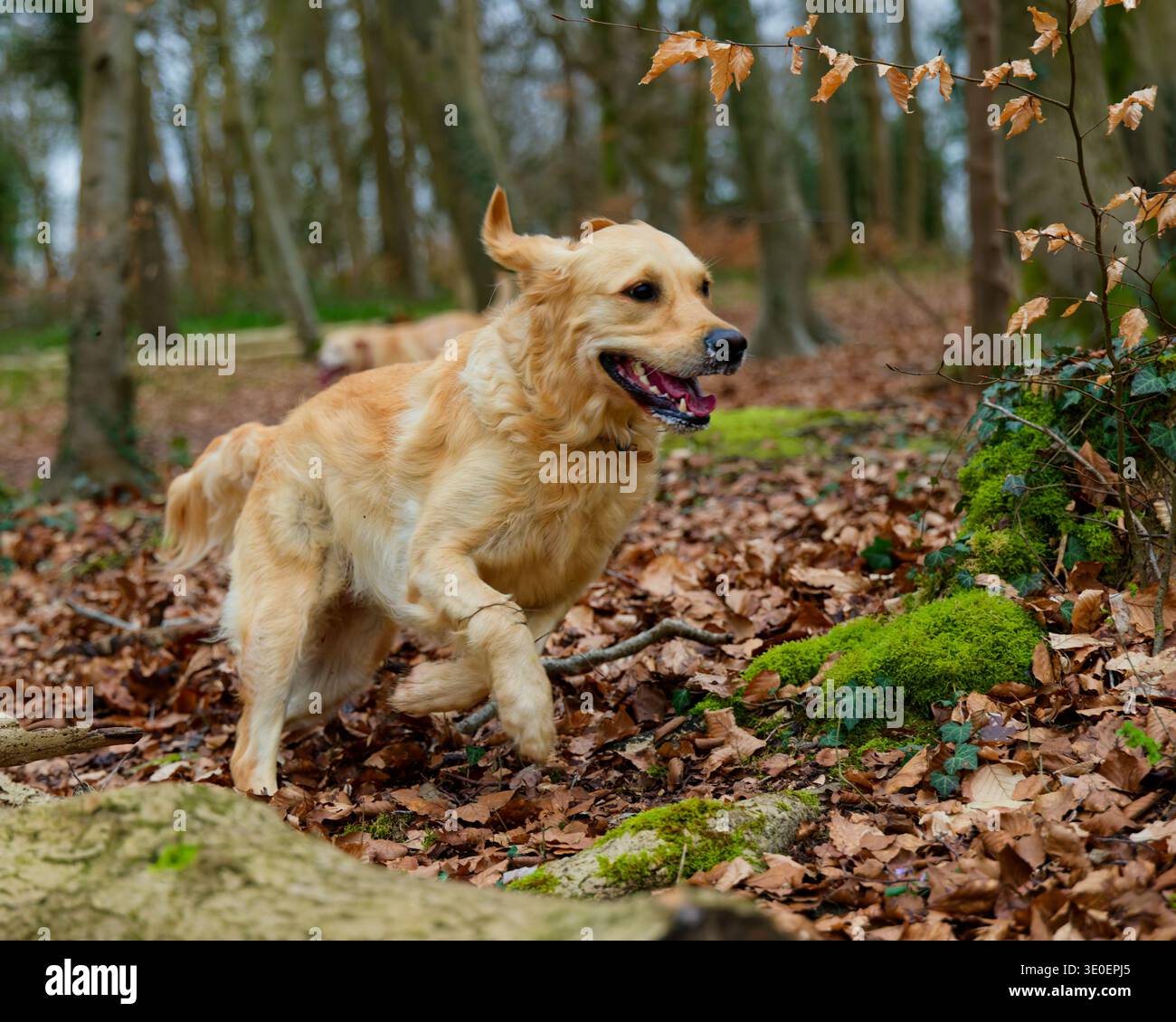 Golden Retriever che corre nel bosco Foto Stock