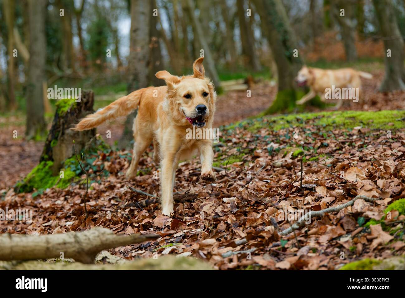 Golden Retriever che corre nel bosco Foto Stock
