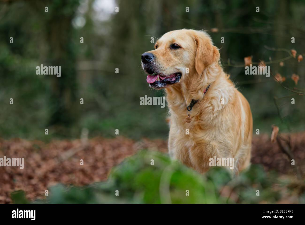 Ritratto Golden Retriever nel bosco Foto Stock