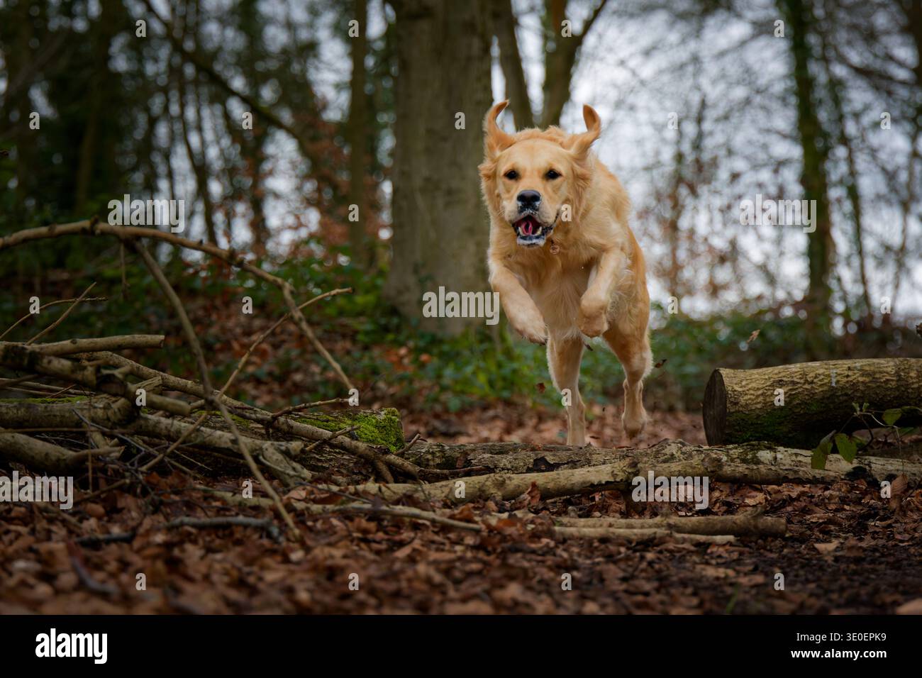 Golden Retriever salta in volo su un tronco Foto Stock