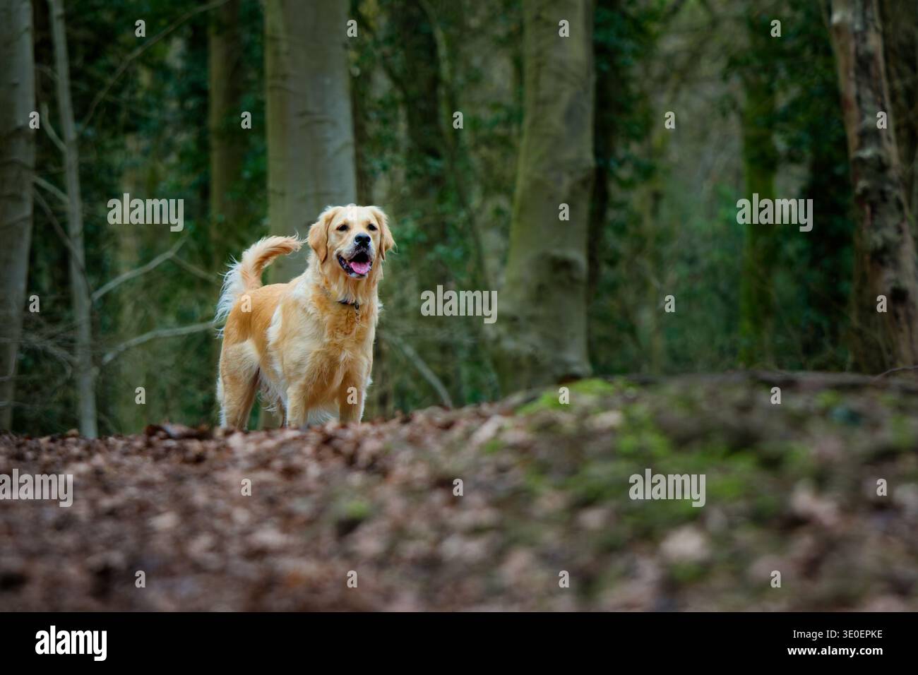 Golden Retriever in piedi nel bosco Foto Stock