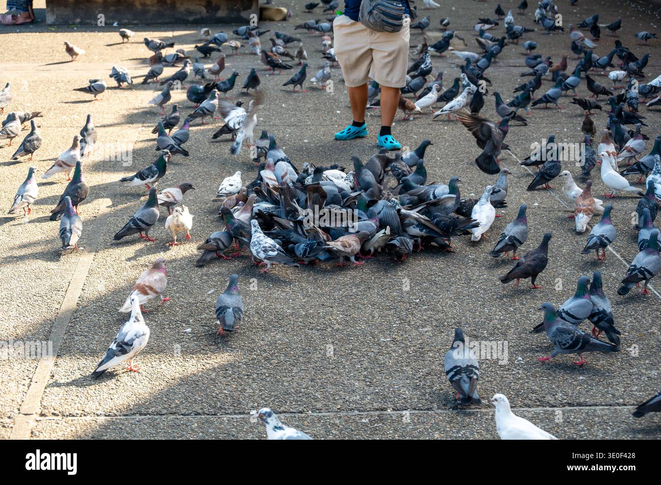 Grande stormo di piccioni che si radunano intorno all'uomo dando da mangiare agli uccelli nella piazza vicino a East Gate a Chiang mai in Thailandia. Vivace scena della fauna selvatica urbana in viaggi popolari Foto Stock