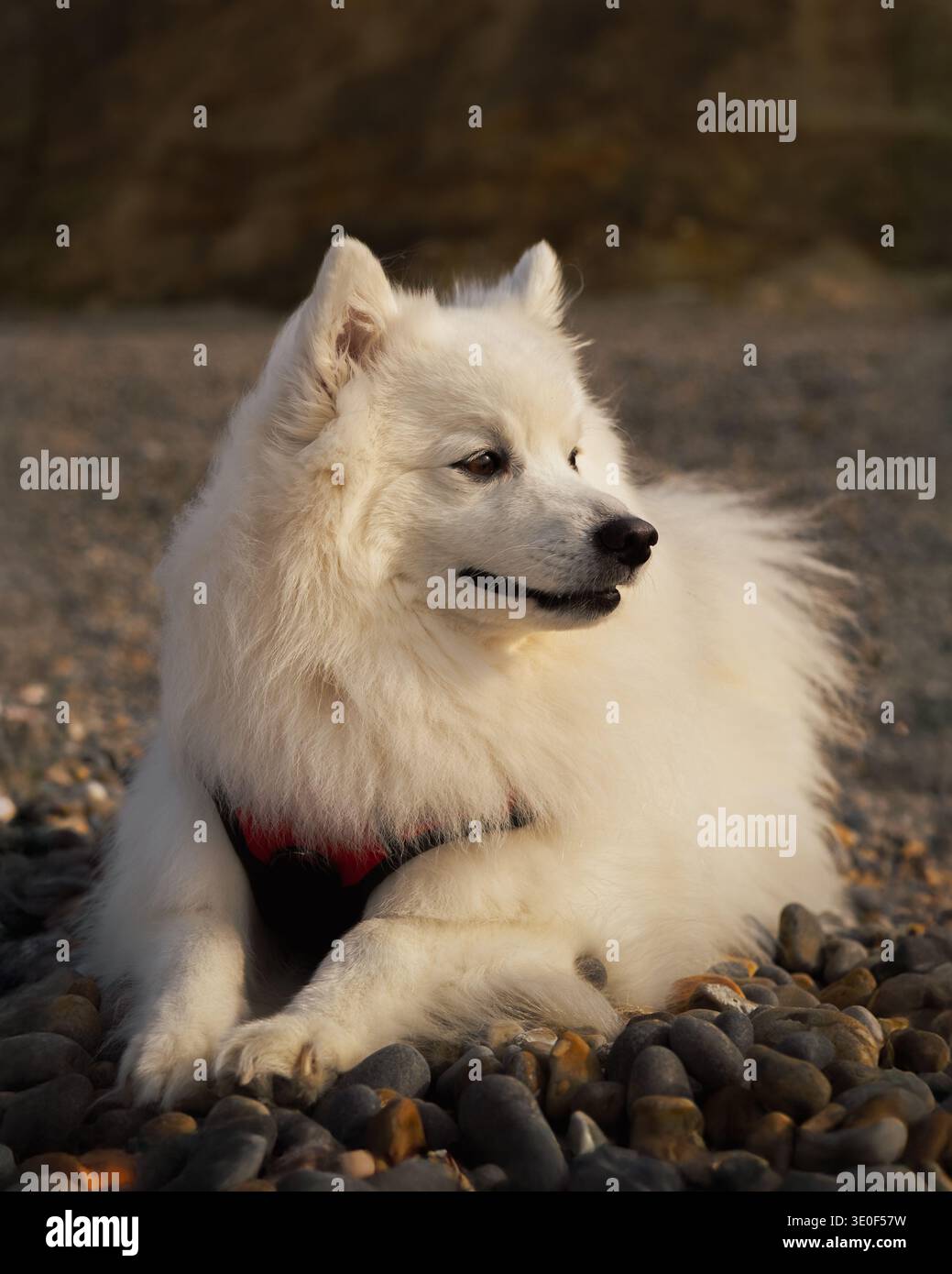 Cane Spitz giapponese in piedi su una spiaggia rocciosa che si affaccia sul mare sulla costa di Norfolk, Inghilterra, Regno Unito. Foto Stock
