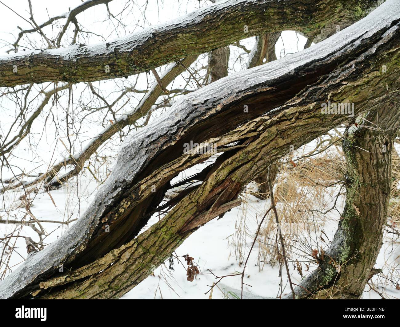 Ramo d'albero diviso con superficie smerigliata e struttura in legno visibile in un paesaggio invernale innevato. Foto Stock