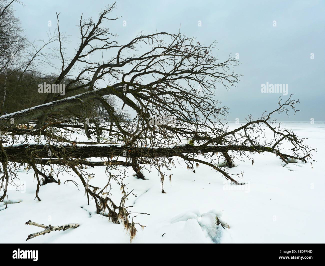 Alberi sradicati che riposano su una superficie di ghiaccio innevata a Greifswald Bodden mostrando l'impatto di forti tempeste autunnali. Copyspace Foto Stock
