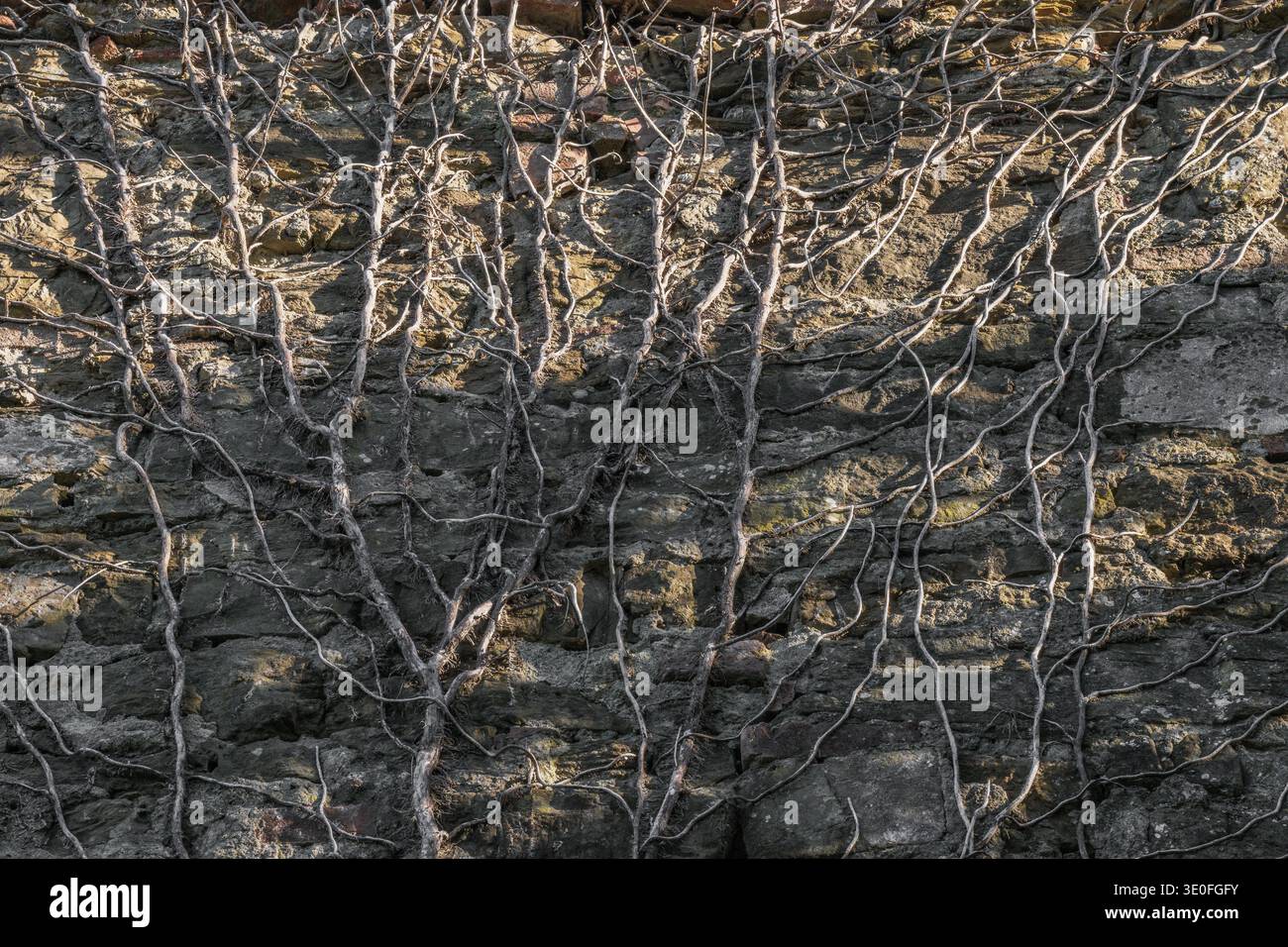Arrampicata senza foglie su un muro di pietra in inverno Foto Stock