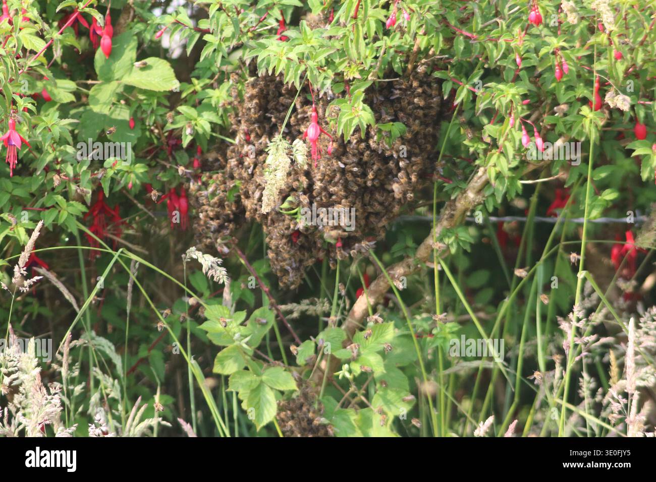 Grande sciame di api mellifere raggruppate su un ramo di fucsia in un riccio a Inishowen, Contea di Donegal, Irlanda. Foto Stock