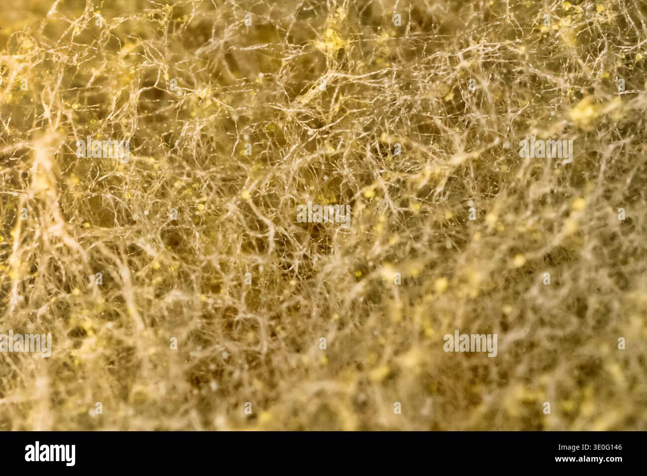 Penicillina e aspergillum muffa sul pane. Colonie di specie di funghi di muffa, giovani (bianchi), giallo Aspergillus flavus, verde - Penicillum. Aspergillus Foto Stock