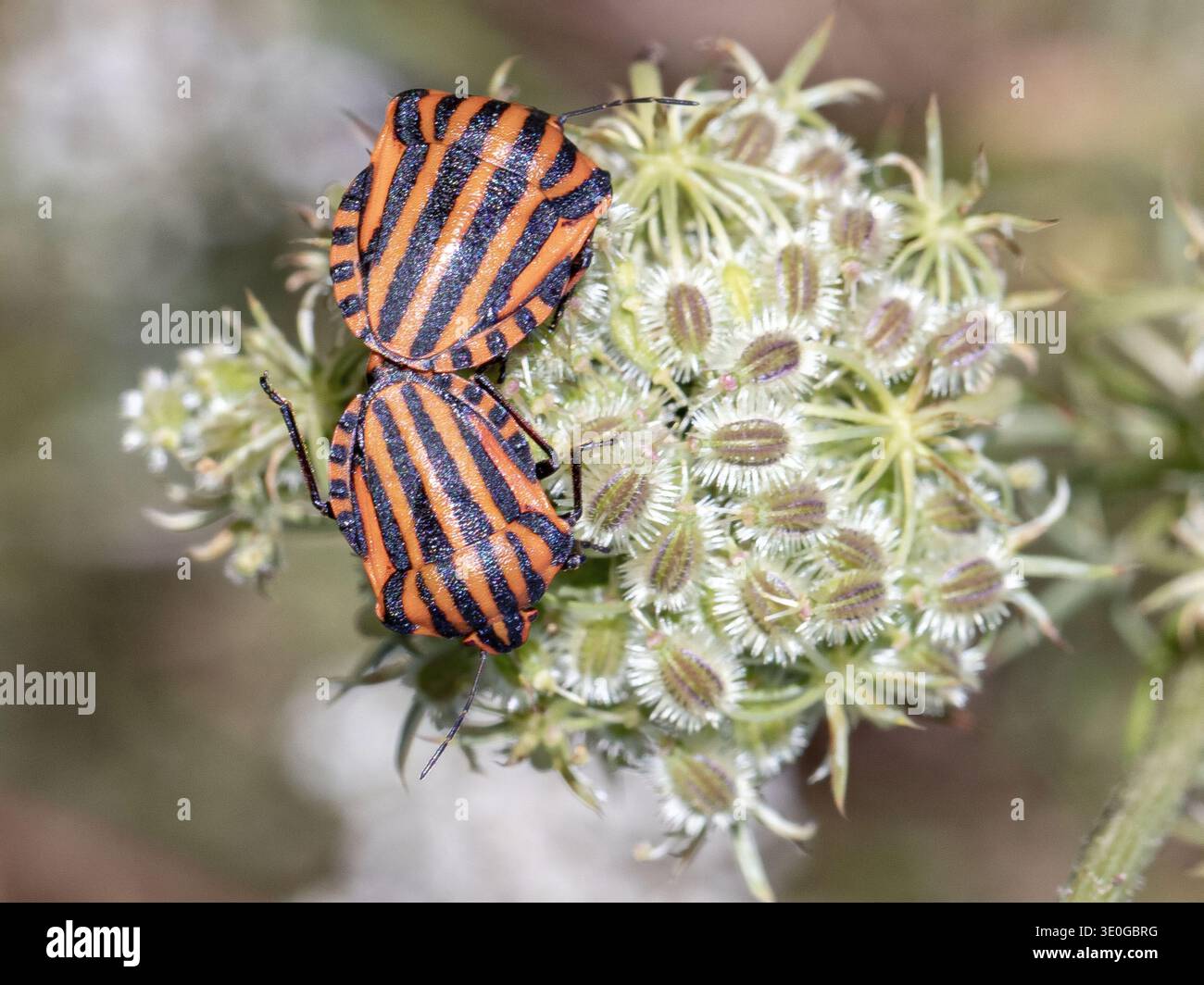 Insetti a strisce (Graphosoma italicum) accoppiati su un fiore a la Garrotxa, Catalogna, Spagna. Foto Stock