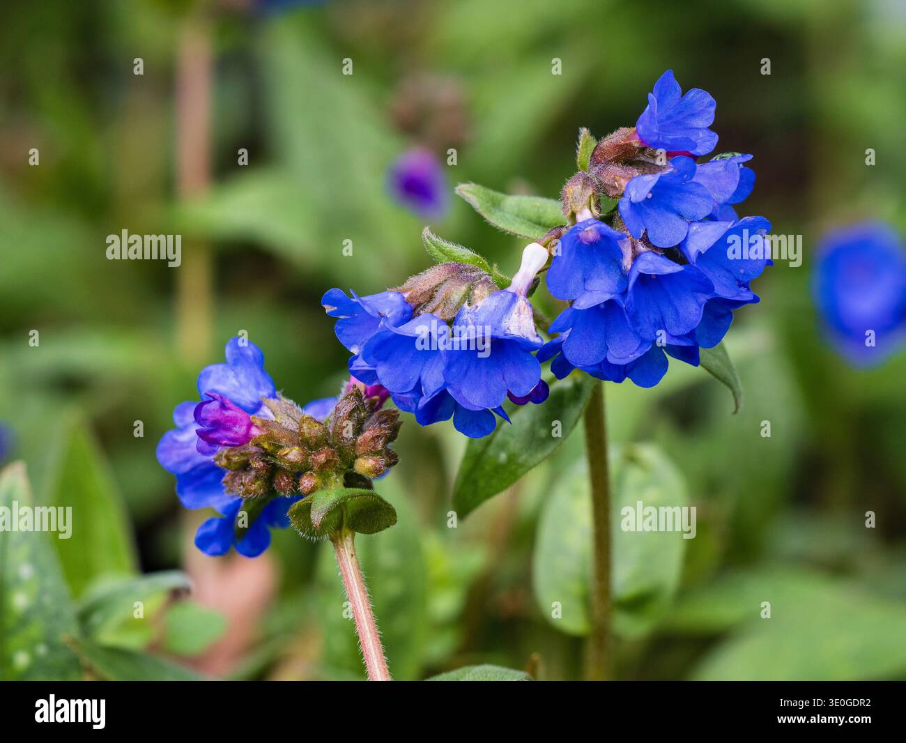 Fiori blu della dura erba del lungometraggio perenne, Pulmonaria 'Benedizione' all'inizio della primavera Foto Stock