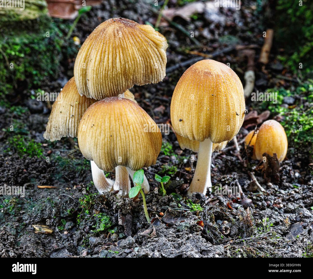 Il fungo tossico di ciuffo di zolfo, Hypholoma fasciculare, probabilmente il fungo più comune del Regno Unito. Foto Stock