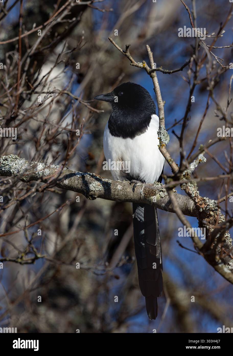 Magpie in inverno Foto Stock