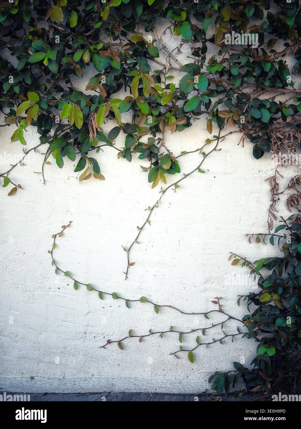 Vite da arrampicata con foglie verdi lussureggianti che crescono contro una parete di stucco bianco testurizzato creando una cornice naturale Foto Stock
