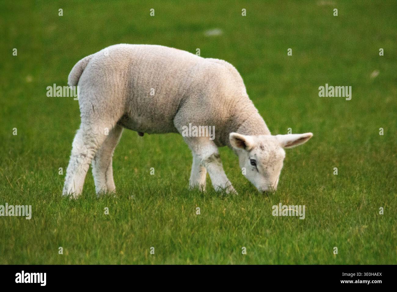 Giovane agnello pascolato su pascolo verde nella contea rurale di Donegal, Irlanda. Foto Stock
