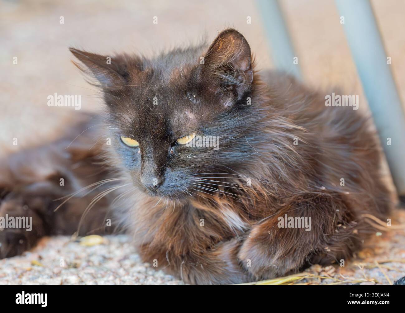 Un gatto nero a pelo lungo che riposa all'aperto per terra, dall'aspetto rilassato all'ombra. Foto Stock