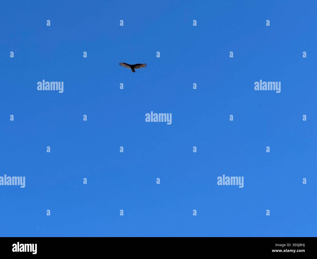Uccello che vola da solo nel cielo azzurro e limpido, creando una composizione minimalista e un senso di libertà. - Immagine stock catturata con smartphone
