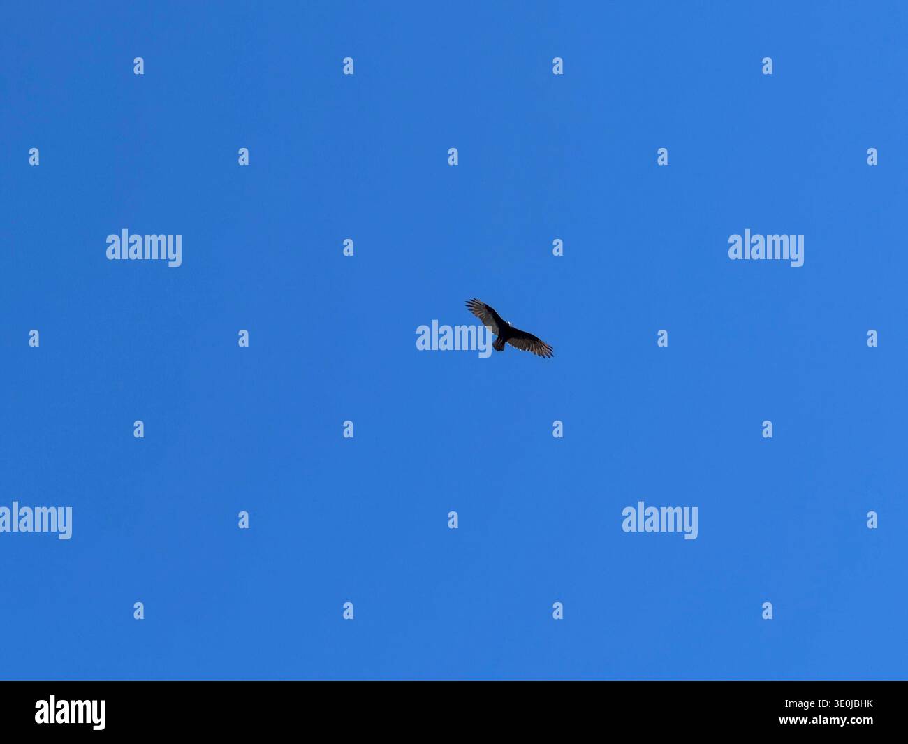 Uccello che vola da solo nel cielo azzurro e limpido, creando una composizione minimalista e un senso di libertà. - Immagine stock catturata con smartphone