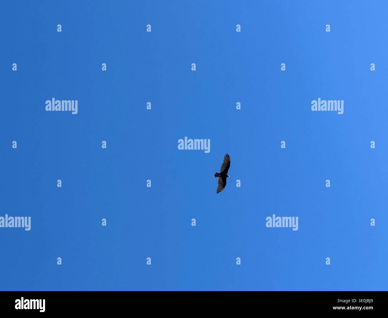 Uccello che vola da solo nel cielo azzurro e limpido, creando una composizione minimalista e un senso di libertà. - Immagine stock catturata con smartphone