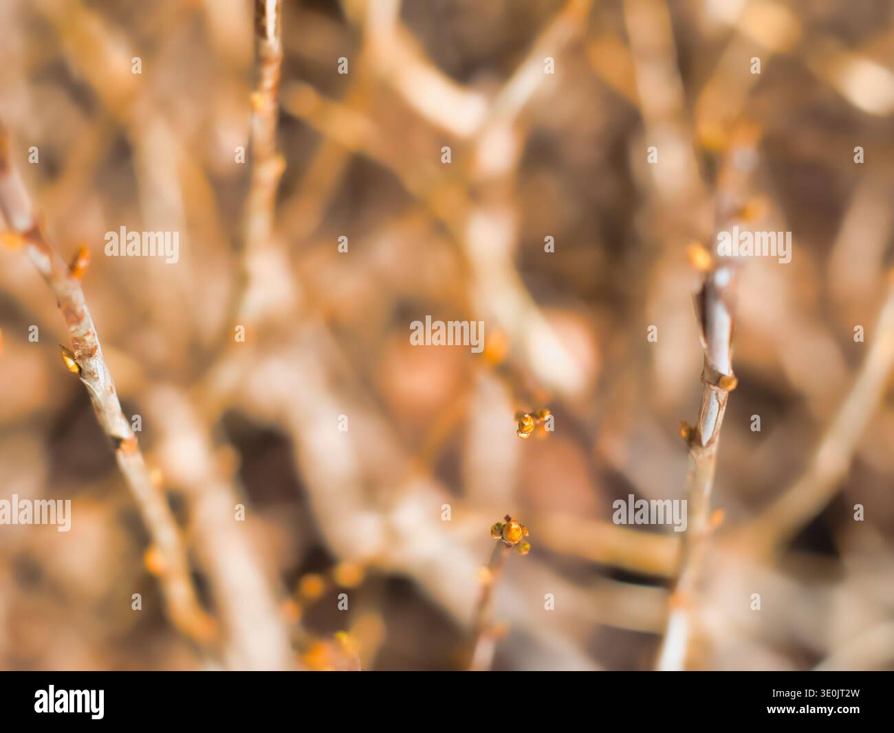 Un macro shot creativo di delicati ramoscelli in erba all'inizio della primavera. La profondità di campo ridotta crea un effetto bokeh dai colori dorati, che si concentra su di esso Foto Stock