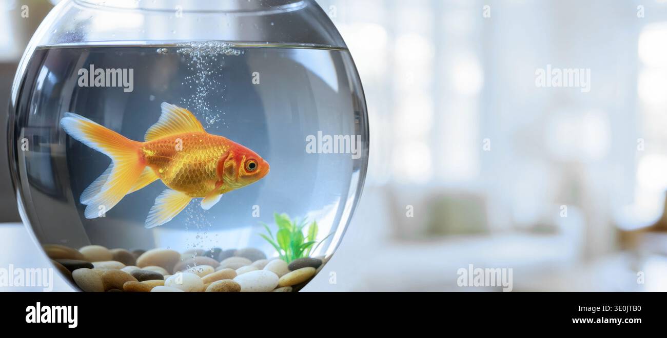 Pesce rosso in una ciotola di vetro trasparente che nuota vicino a ciottoli e piante acquatiche su uno sfondo moderno e sfocato Foto Stock