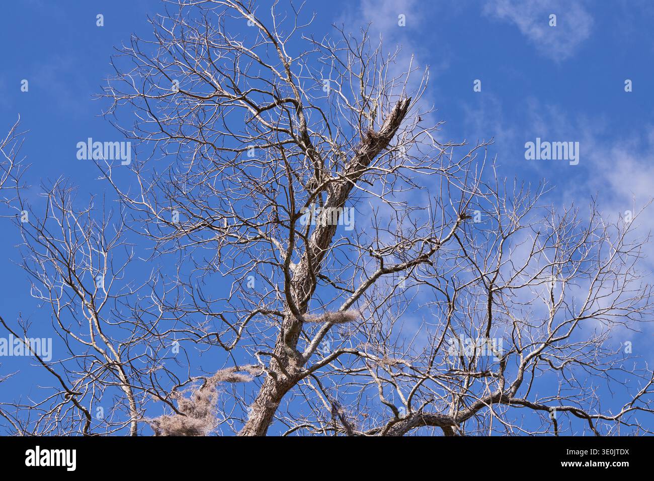 L'albero di quercia morta si dirama contro un cielo blu e nuvole sparse! Foto Stock