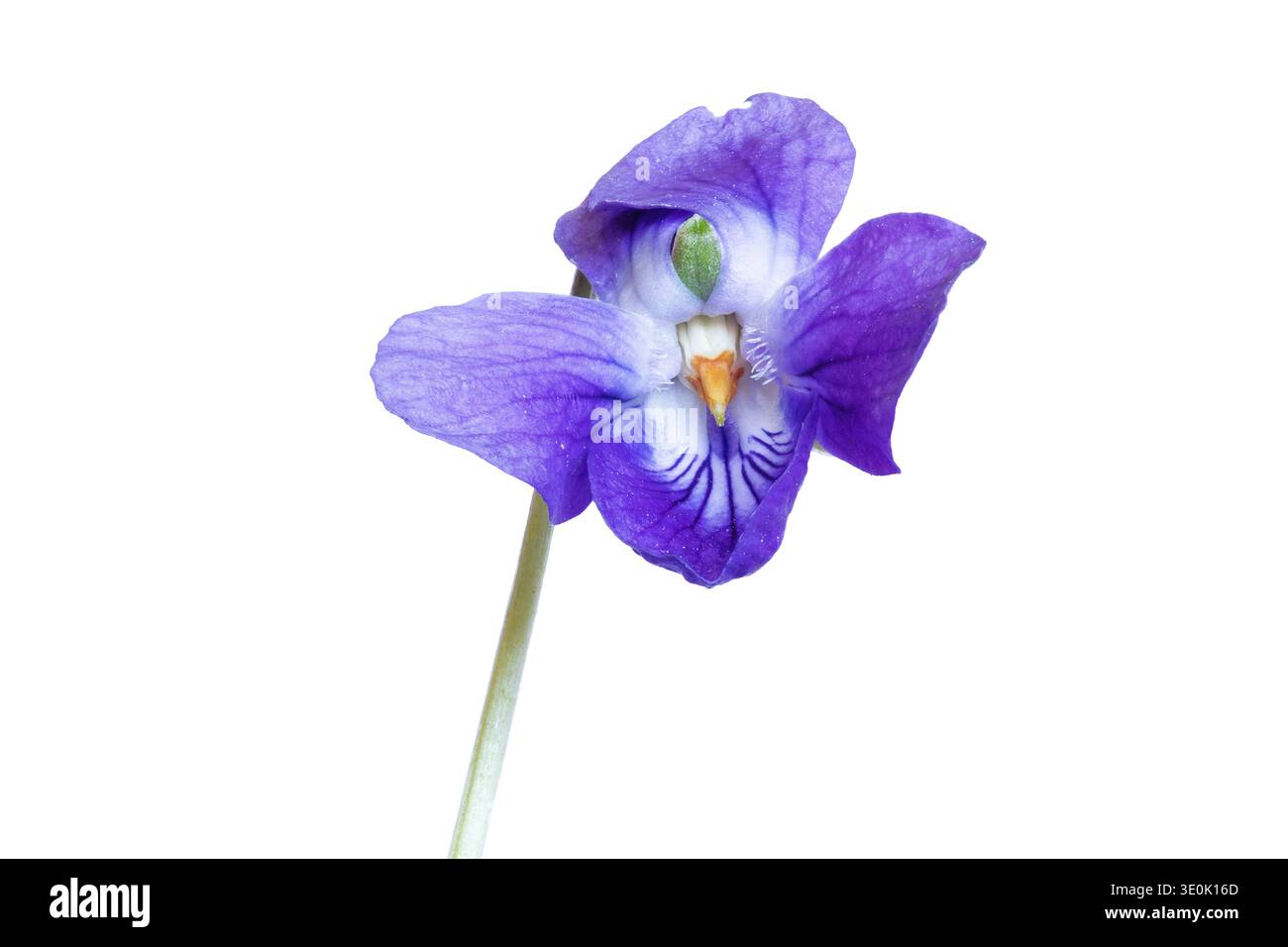 Viola dolce (Viola odorata). Vista ravvicinata del piccolo fiore e dello stile di un dolce fiore selvatico viola, AKA viola di legno, viola inglese, viola comune Foto Stock