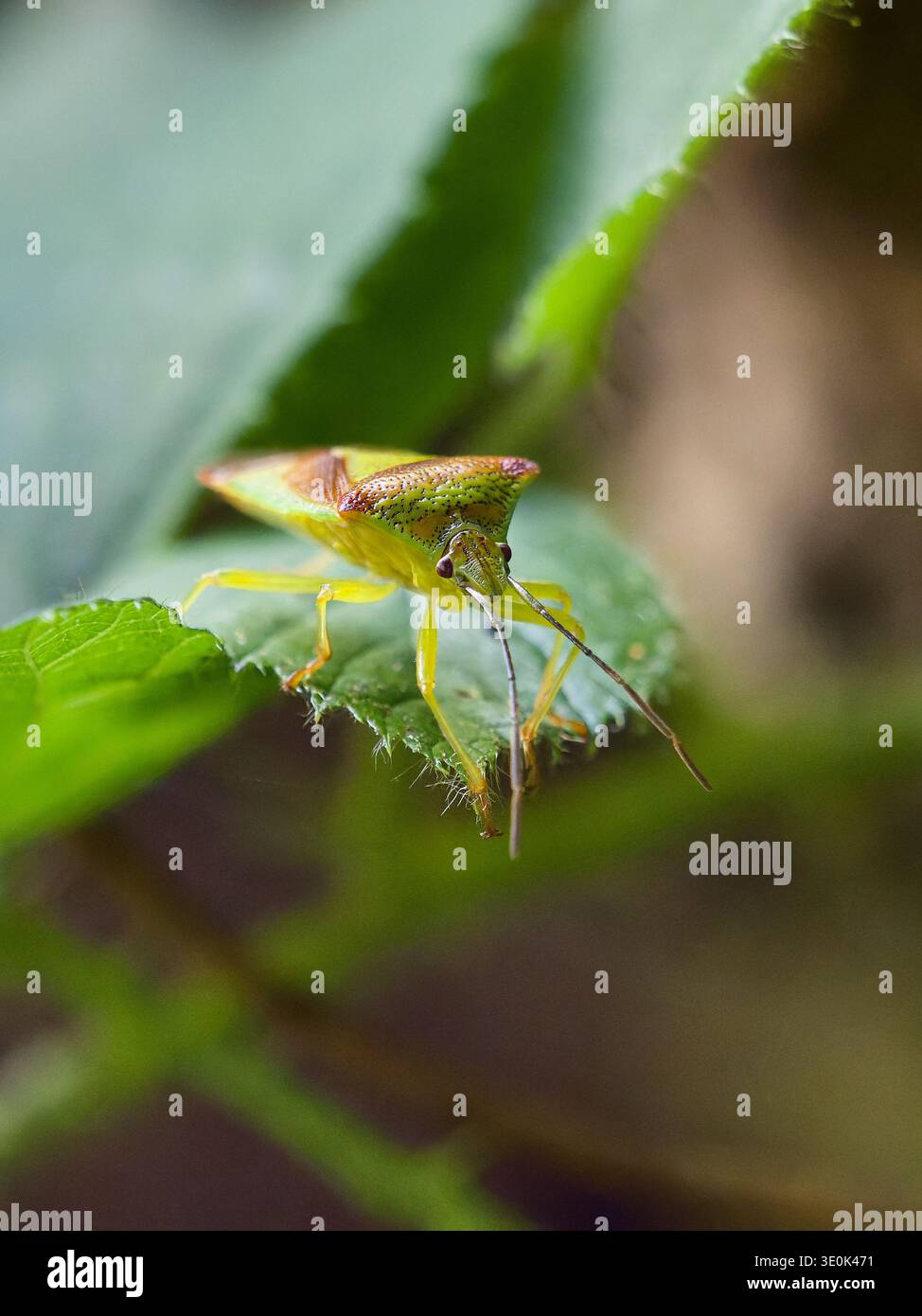 Insetto dello scudo di biancospino (Acanthosoma emorroidale), piccolo insetto verde, vista frontale che mostra il suo caratteristico corpo a forma di scudo nel suo habitat naturale Foto Stock