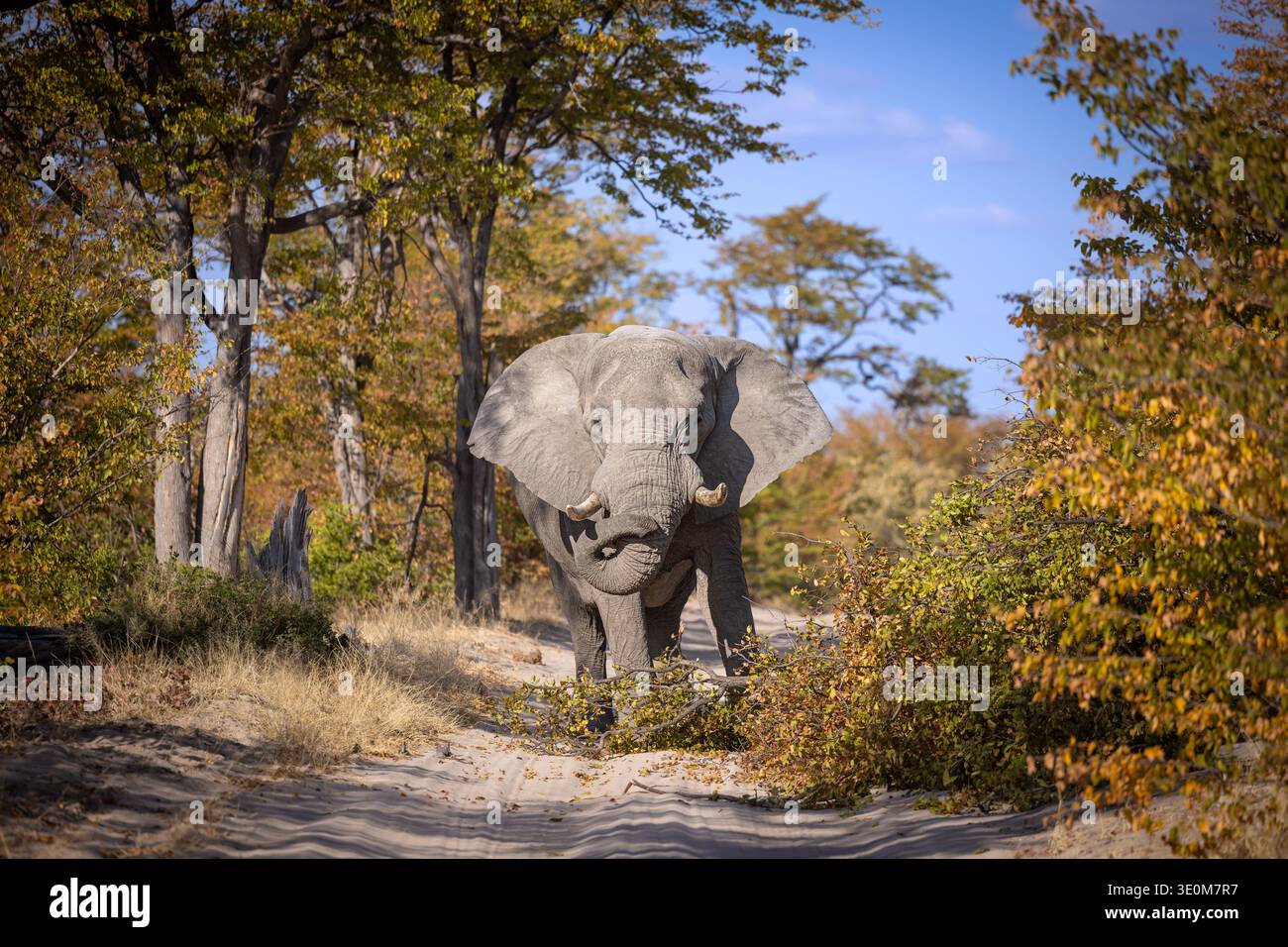 Elefante africano, Loxodonta Africana, si incontra in mezzo alla strada sterrata, sembrando interessato, circondato da alberi autunnali. Foto Stock