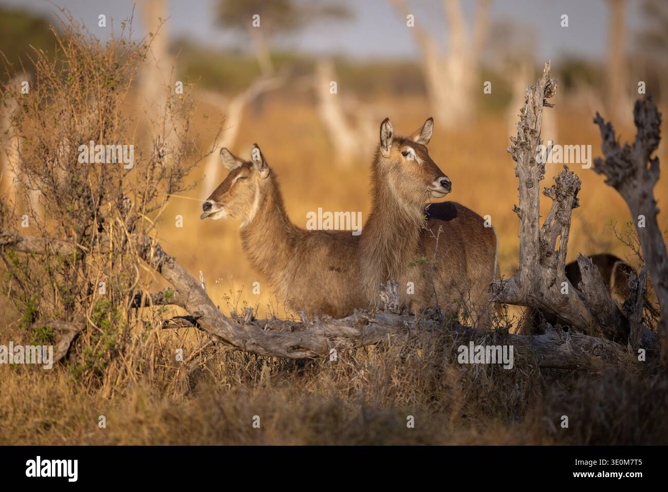 Due donne Common Waterbuck (Kobus ellipsiprymnus) in piedi insieme nel Delta dell'Okavango, Botswana. Bella coppia di animali selvatici al tramonto. Foto Stock