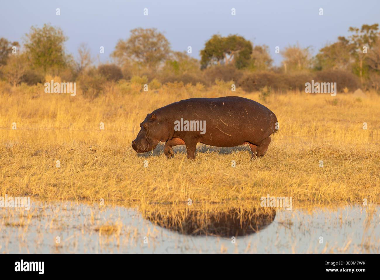 Un massiccio ippopotamo (Hippopotamus amphibius) che pascolava sulla riva del fiume con un riflesso di acqua limpida. Delta dell'Okavango, Botswana, Africa. Foto Stock