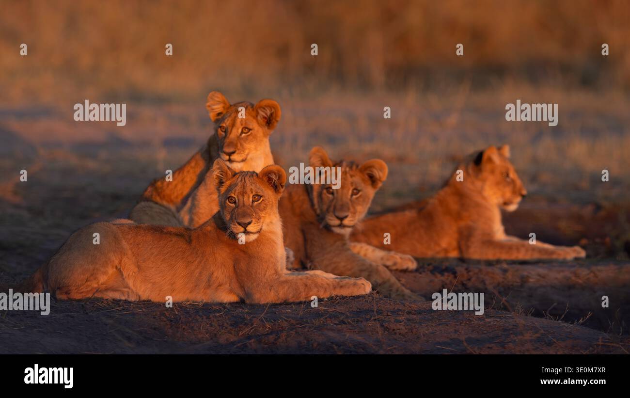 Un orgoglio di giovani leoni africani (Panthera leo) che riposano insieme nell'erba dorata. Comportamento sociale dei grandi gatti nel Delta dell'Okavango, in Botswana. Foto Stock