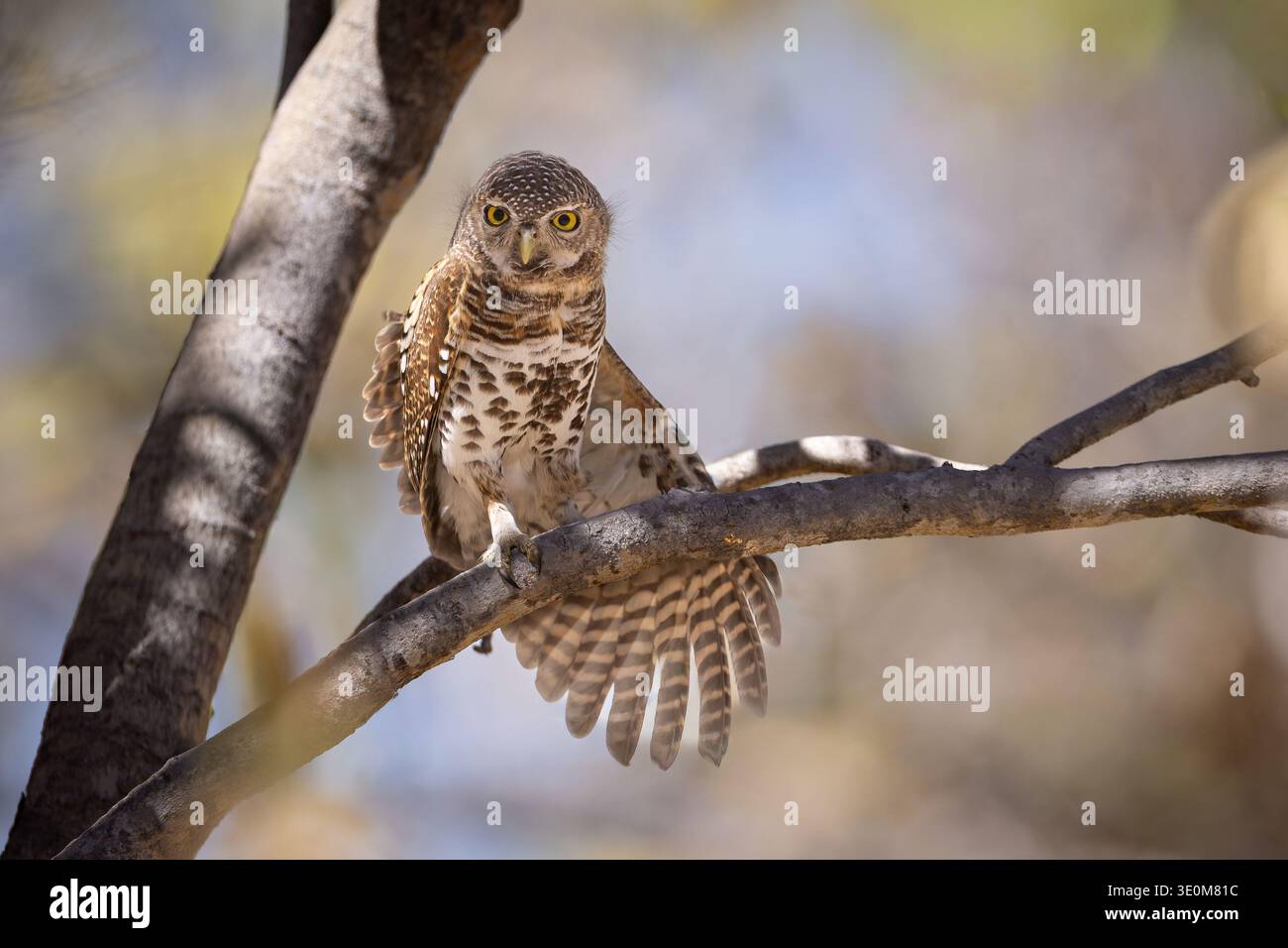 Un piccolo gufo macchiato di perle (Glaucidium perlatum) appollaiato su un ramo durante il giorno al fiume Chobe, in Botswana. Piccolo rapace africano. Foto Stock