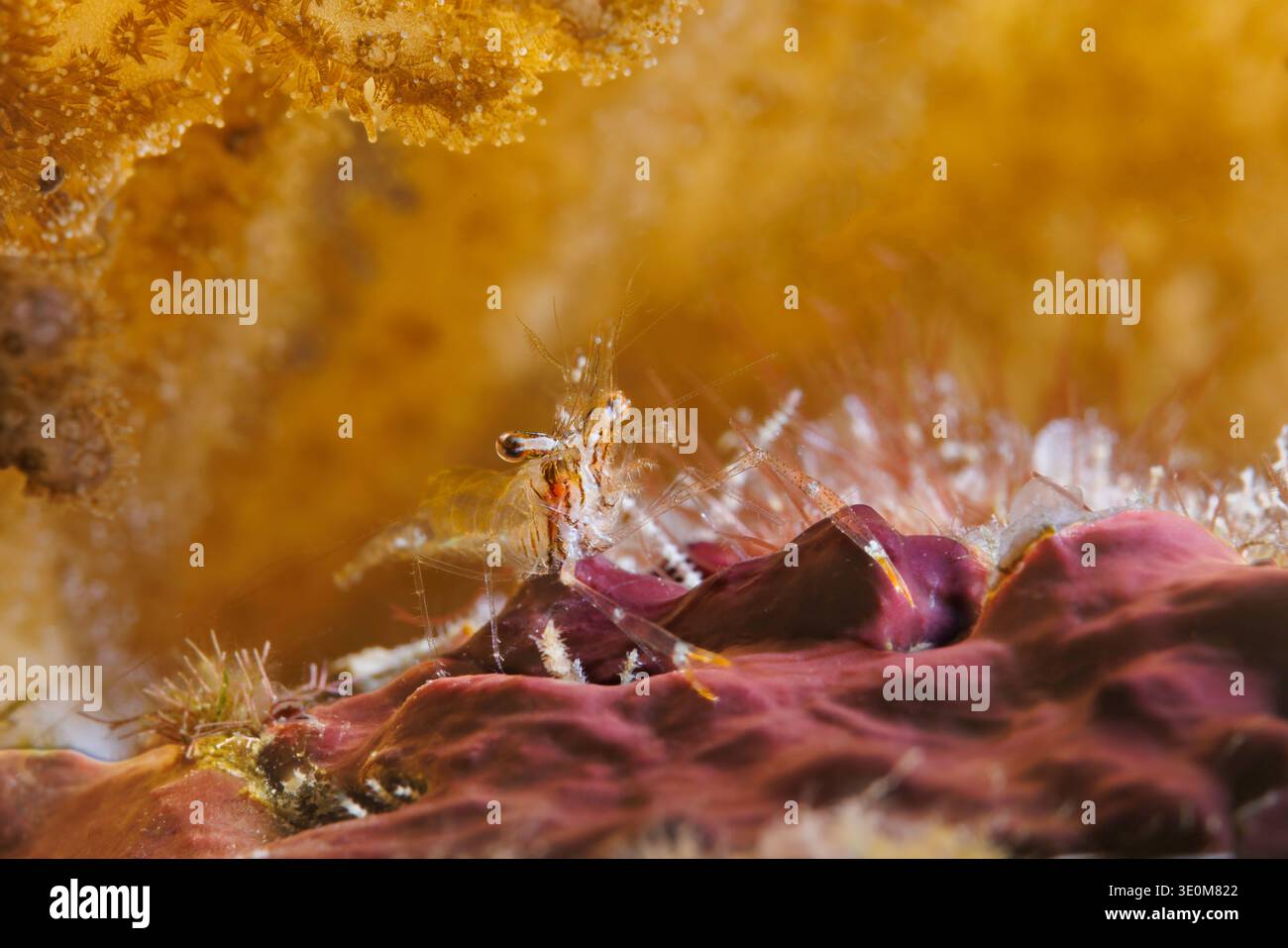 Una specie minata di gamberetti commensali, Cuapetes sp. Questa specie vivente libera non si associa regolarmente ad altri organismi. Foto Stock