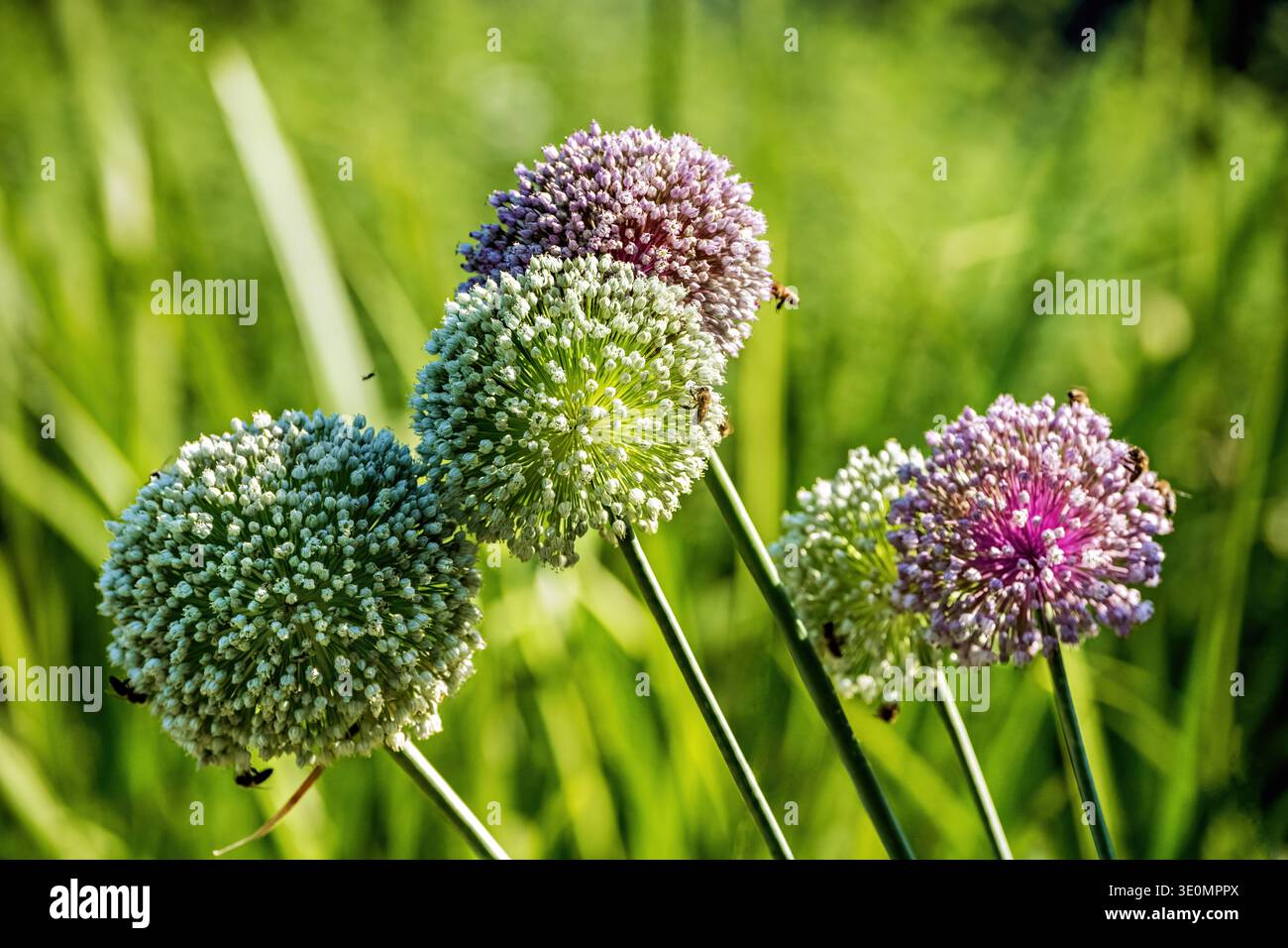 Allium porrum, porree, PORRI in gran parte utilizzati per la fioritura della testa di fiori che mostra fiori aperti, Foto Stock