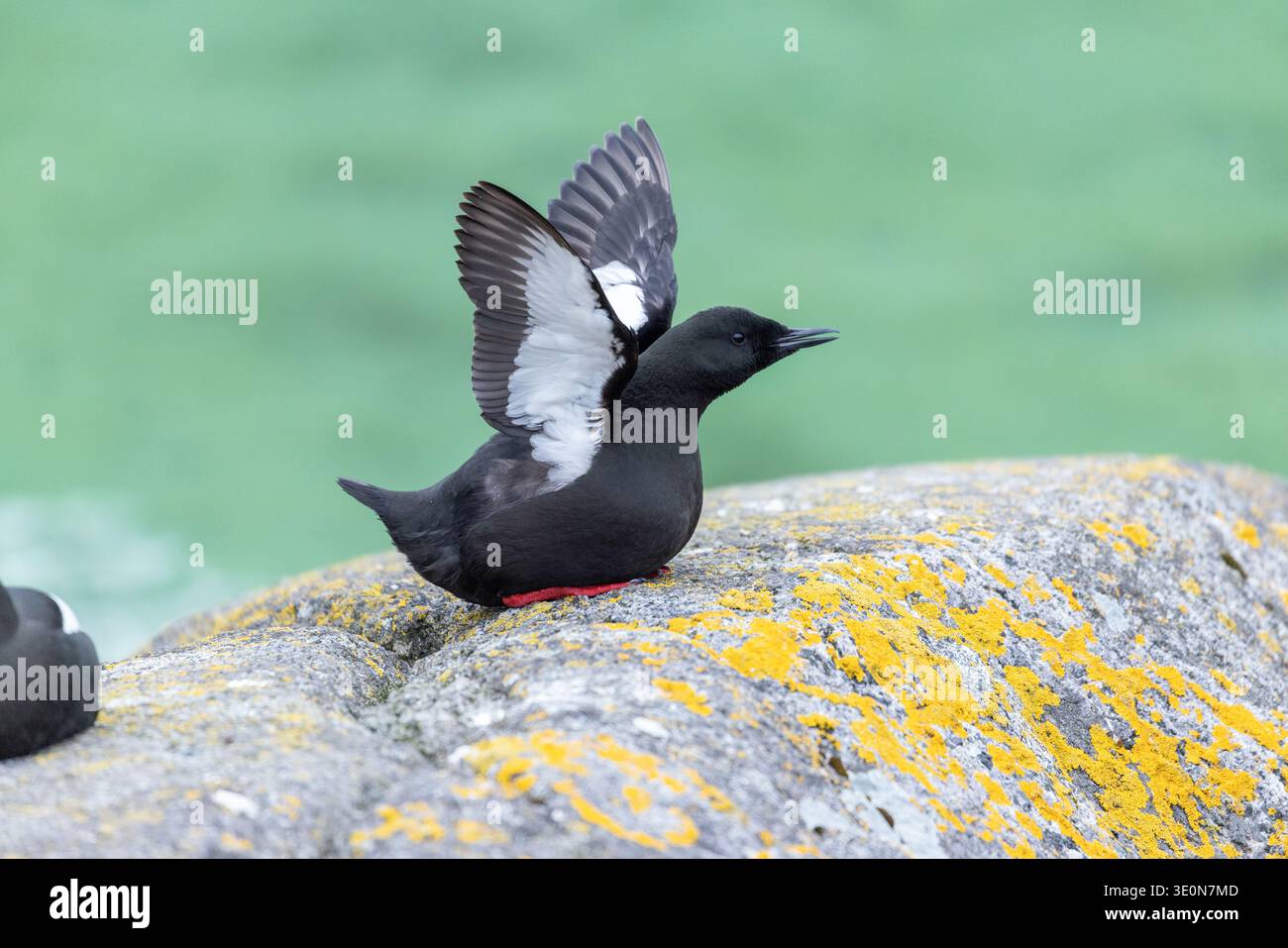 Black Guillemot; Cepphus grylle; seduta su Rock; Norvegia Foto Stock