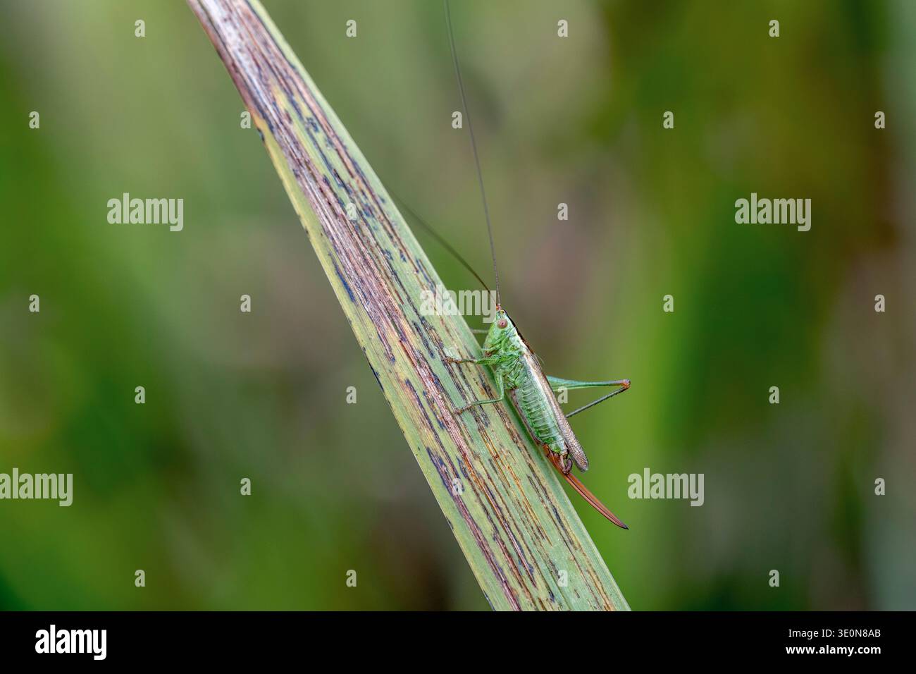 Conehead ad alata lunga; Conocephalus scolorimento; Regno Unito Foto Stock