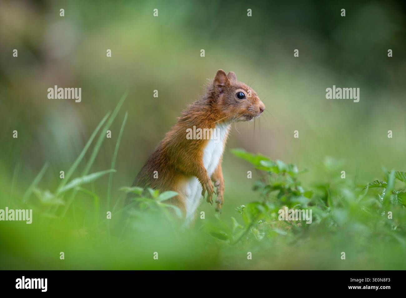 Red Squirrel; Sciurus vulgaris; Standing; UK Foto Stock
