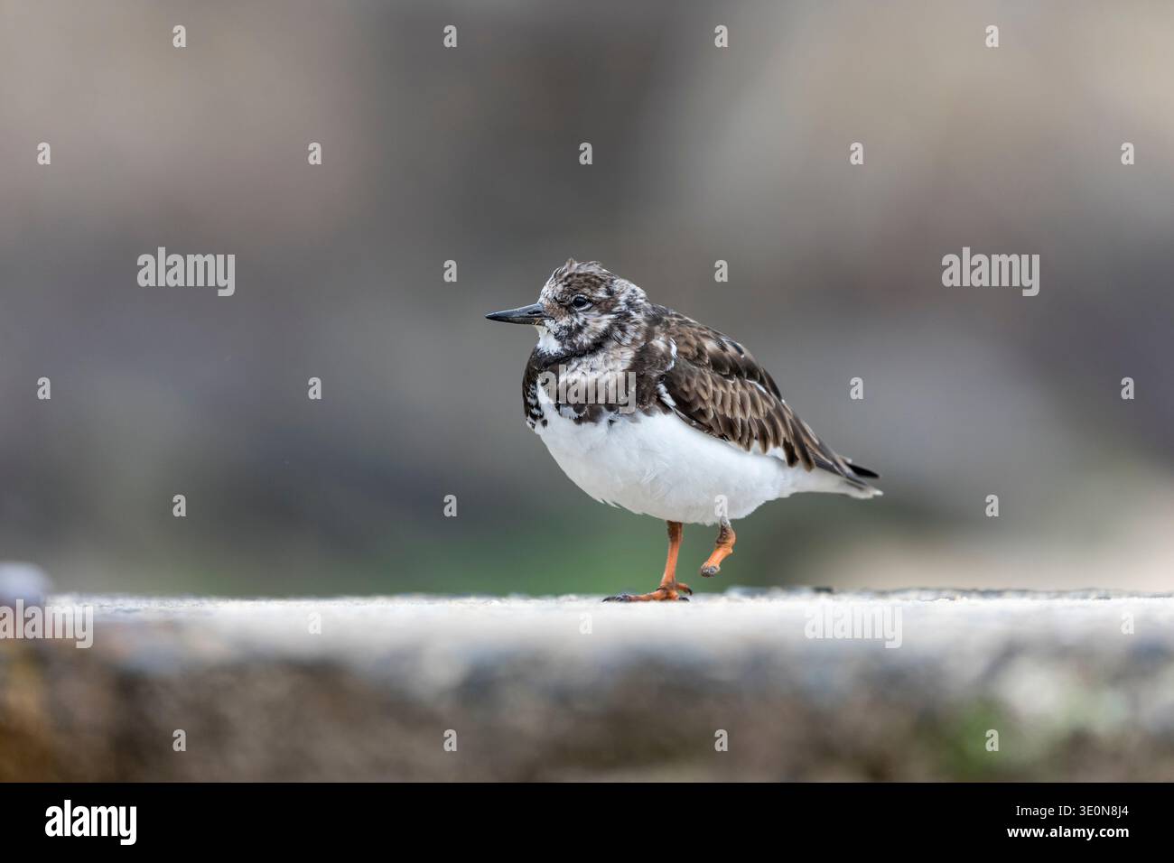 Turnstone; interpreti Arenaria; missing a foot; UK Foto Stock