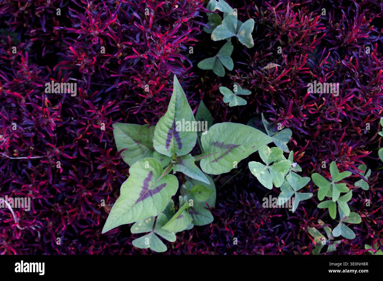 Struttura da giardino Alternanthera Red Foliage Foto Stock