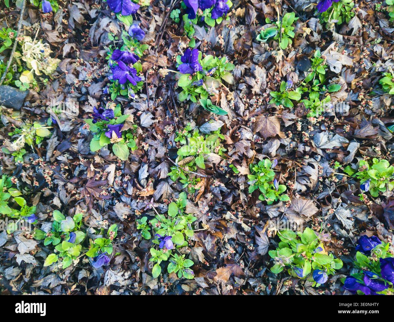 Un'immagine ad alto angolo e dettagliata di vivaci pansie viola che spingono attraverso uno strato di foglie marroni scure, umide e in decomposizione. L'immagine enfatizza il beaut Foto Stock