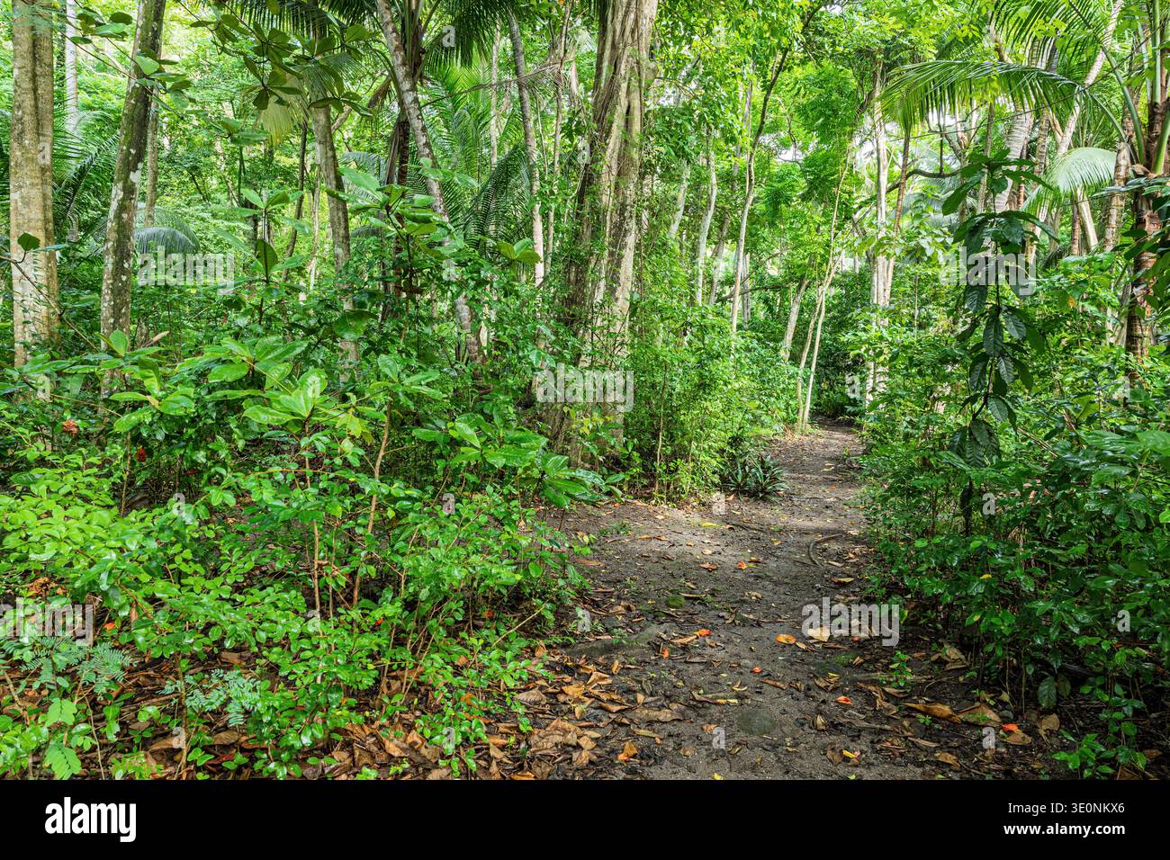 Giungla, storica piantagione francese di canna da zucchero, Anse Mamin, Soufriere, St Lucia Foto Stock