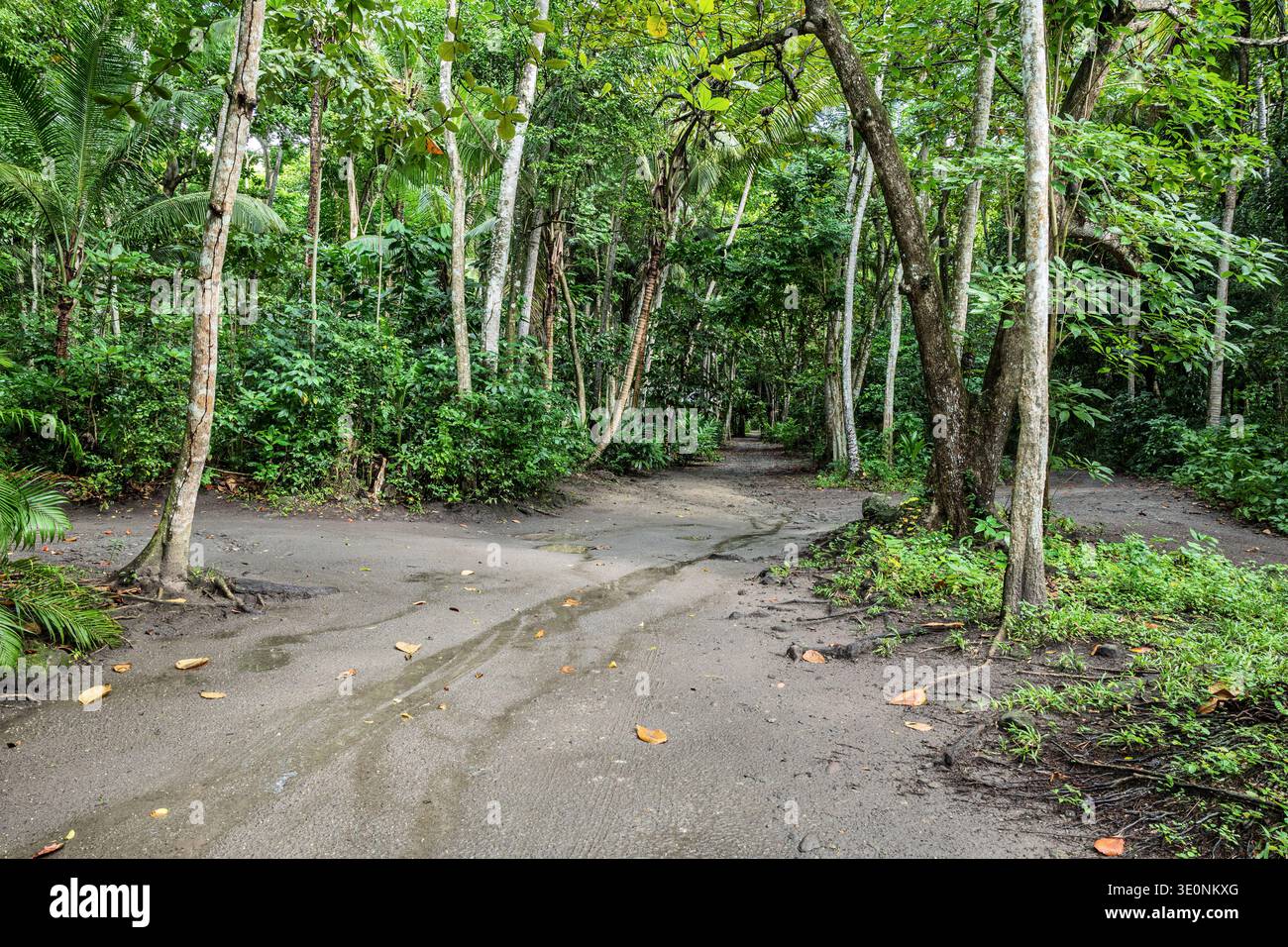 Giungla, storica piantagione francese di canna da zucchero, Anse Mamin, Soufriere, St Lucia Foto Stock