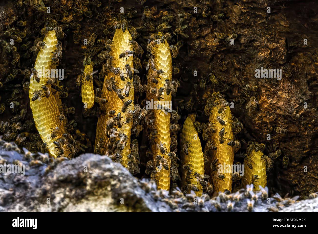 Nido di api occidentali selvagge con nido d'ape, cavità rocciosa, Anse Mamin, Soufriere, Santa Lucia Foto Stock