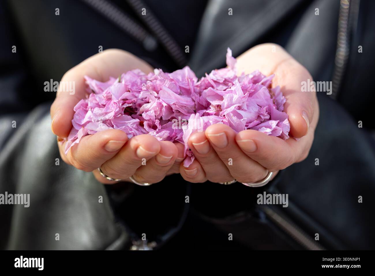 Mani con delicati petali rosa sakura raccolti ciliegi in fiore che simboleggiano la bellezza primaverile la natura fragile. Morbide texture floreali colori pastello Foto Stock